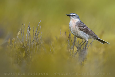 Water Pipit (Anthus spinoletta)