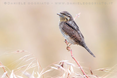 Eurasian Wryneck (Jynx torquilla)