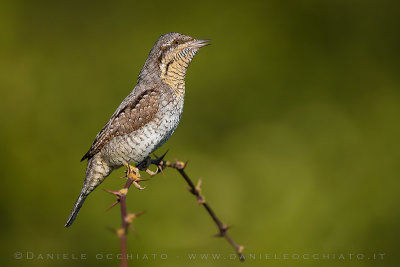 Eurasian Wryneck (Jynx torquilla)