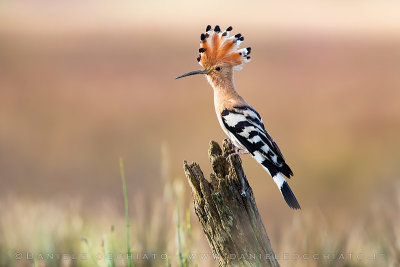 Eurasian Hoopoe (Upupa epops)