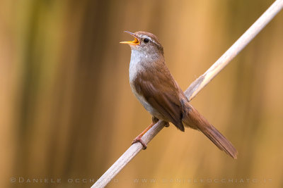 Cetti's Warbler (Cettia cetti)