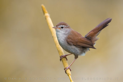 Cetti's Warbler (Cettia cetti)