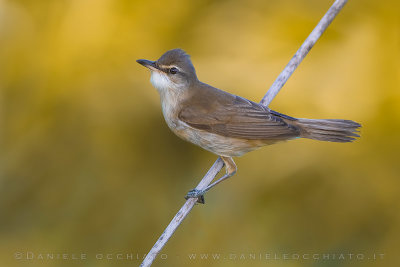 Great Reed Warbler (Acrocephalus arundinaceus)