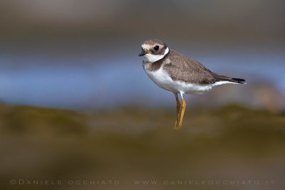 Common Ringed Plover (Charadrius hiaticula)