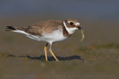 Common Ringed Plover (Charadrius hiaticula)