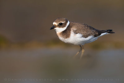 Common Ringed Plover (Charadrius hiaticula)