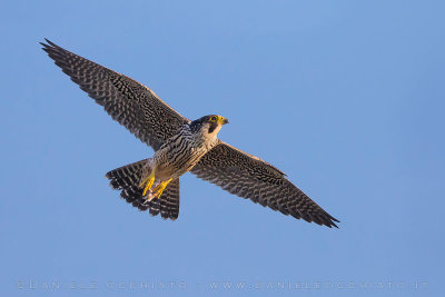 Peregrine (Falco peregrinus)