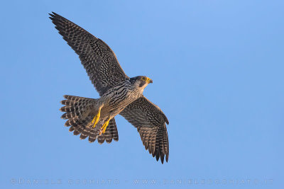 Peregrine (Falco peregrinus)