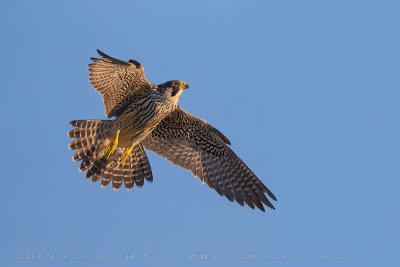 Peregrine (Falco peregrinus)