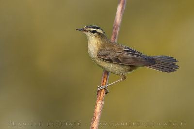 Sedge Warbler (Acrocvephalus schoenobaenus)