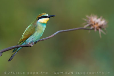 European Bee-Eater (Merops apiaster)