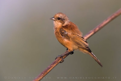 Penduline Tit (Remiz pendulinus)