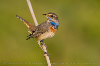 Bluethroat (Luscinia svecica)