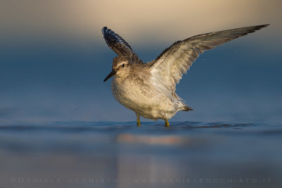 Red Knot (Calidris canutus)