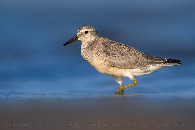 Red Knot (Calidris canutus)