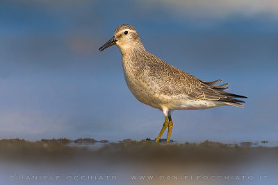 Red Knot (Calidris canutus)