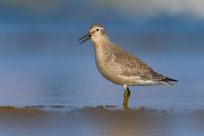 Red Knot (Calidris canutus)