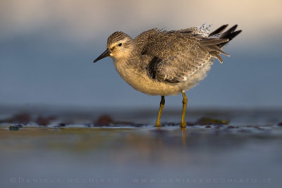 Red Knot (Calidris canutus)