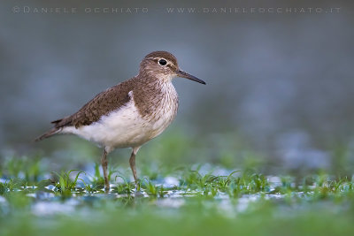 Common Sandpiper (Actitis hypoleucos)