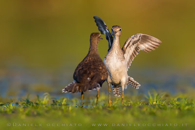 Common Sandpiper (Actitis hypoleucos)