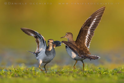 Common Sandpiper (Actitis hypoleucos)