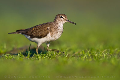 Common Sandpiper (Actitis hypoleucos)