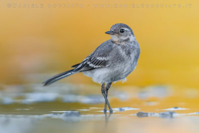 White Wagtail (Motacilla alba)