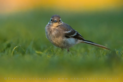 White Wagtail (Motacilla alba)