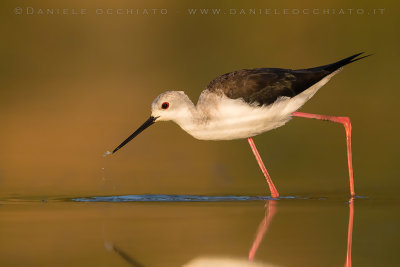 Black-winged Stilt (Himantopus himantopus)