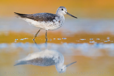 Greenshank (Tringa nebularia)