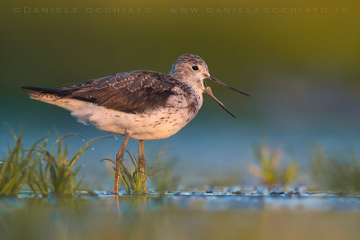 Greenshank (Tringa nebularia)