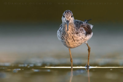 Greenshank (Tringa nebularia)