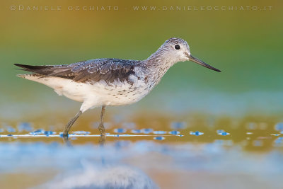 Greenshank (Tringa nebularia)