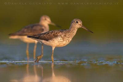 Greenshank (Tringa nebularia)
