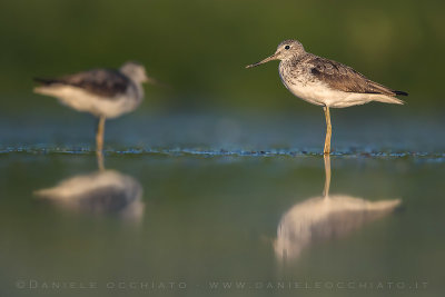 Greenshank (Tringa nebularia)