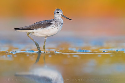 Greenshank (Tringa nebularia)
