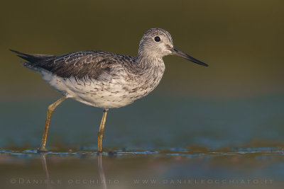 Greenshank (Tringa nebularia)
