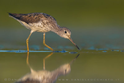 Greenshank (Tringa nebularia)