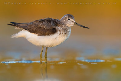 Greenshank (Tringa nebularia)
