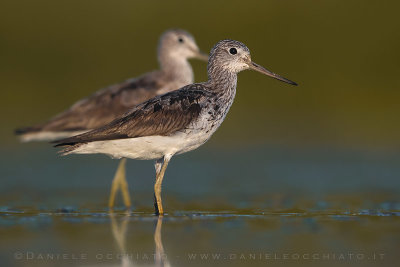 Greenshank (Tringa nebularia)