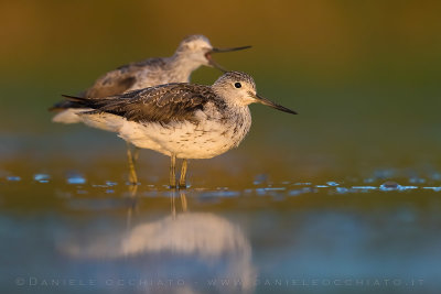 Greenshank (Tringa nebularia)