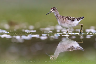 Wood Sandpiper (Tringa glareola)