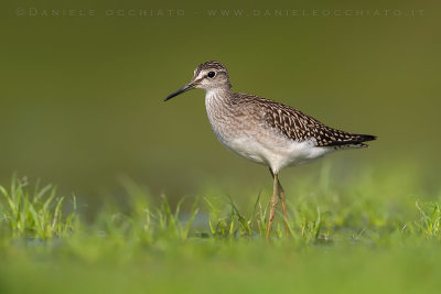 Wood Sandpiper (Tringa glareola)