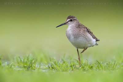 Wood Sandpiper (Tringa glareola)