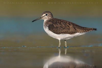 Green Sandpiper (Tringa ochropus)