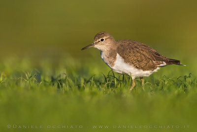 Common Sandpiper (Actitis hypoleucos)