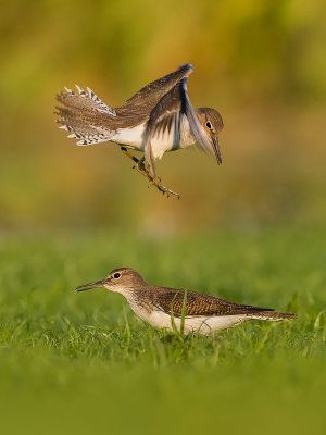 Common Sandpiper (Actitis hypoleucos)