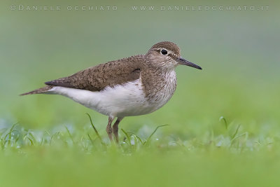 Common Sandpiper (Actitis hypoleucos)