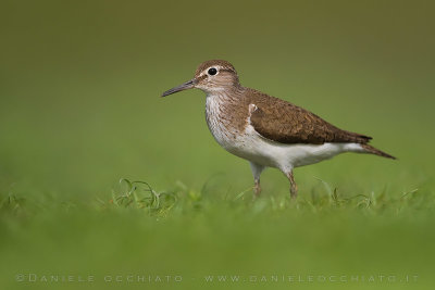 Common Sandpiper (Actitis hypoleucos)