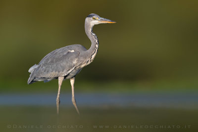 Grey Heron (Ardea cinerea)